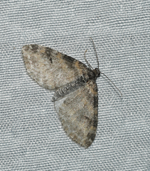 Lobophora nivigerata