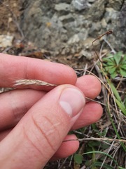 Trisetum antarcticum