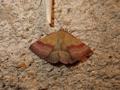 Phytometra viridaria