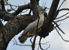 Nycticorax nycticorax