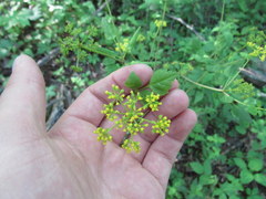 Thaspium barbinode