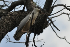 Nycticorax nycticorax