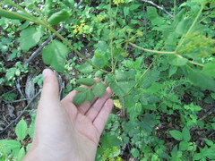 Thaspium barbinode