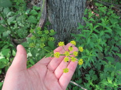 Thaspium barbinode