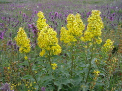 Solidago virgaurea taurica