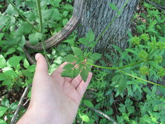 Thaspium barbinode