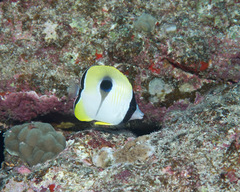 Chaetodon unimaculatus