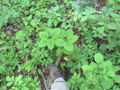 Dioscorea quaternata