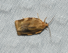 Choristoneura fractivittana