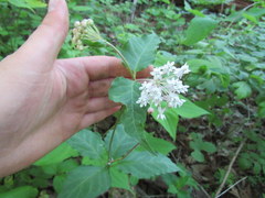 Asclepias quadrifolia