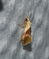 Phalonidia straminoides