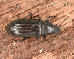 Xylopinus saperdoides