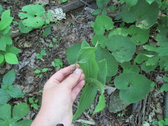Cypripedium parviflorum