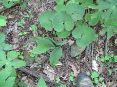 Cypripedium parviflorum