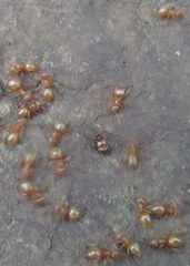 Ceophyllus monilis