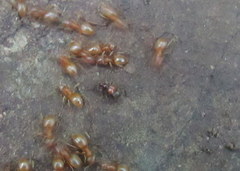 Ceophyllus monilis