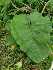 Arctium