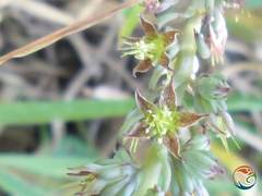 Thompsonella minutiflora