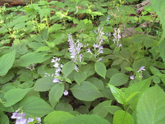 Scutellaria serrata