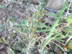 Thompsonella minutiflora