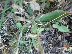 Thompsonella minutiflora