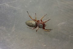 Tutelina