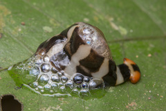 Diversibipalium rauchi