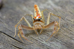 Viciria pavesii