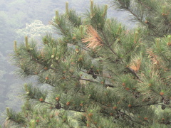 Pinus tabuliformis