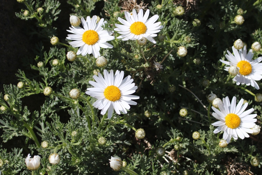 Tenerife Daisy