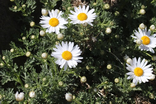 Argyranthemum tenerifae Humphries
