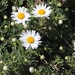 Argyranthemum tenerifae - Photo (c) abcdefgewing, algunos derechos reservados (CC BY-NC), subido por abcdefgewing