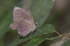 Faunis canens arcesilas