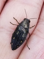 Buprestis maculipennis