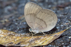 Faunis canens arcesilas