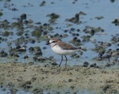 Charadrius javanicus