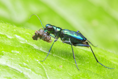 Cylindera versicolor