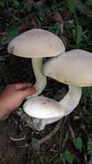 Macrocybe