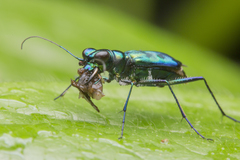 Cylindera versicolor
