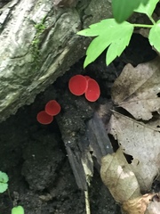 Sarcoscypha occidentalis