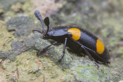 Episcapha xanthopustulata