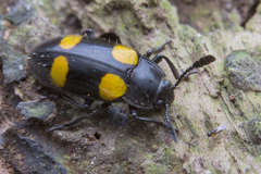 Episcapha xanthopustulata