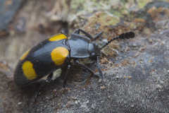 Episcapha xanthopustulata