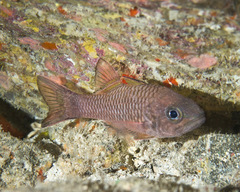 Bandfin Cardinalfish photo 5