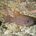 Bandfin Cardinalfish - Photo (c) DavidR.808, some rights reserved (CC BY-NC), uploaded by DavidR.808