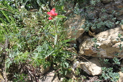 Castilleja scorzonerifolia