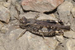 Acrotylus fischeri