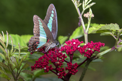 Graphium sarpedon luctatius