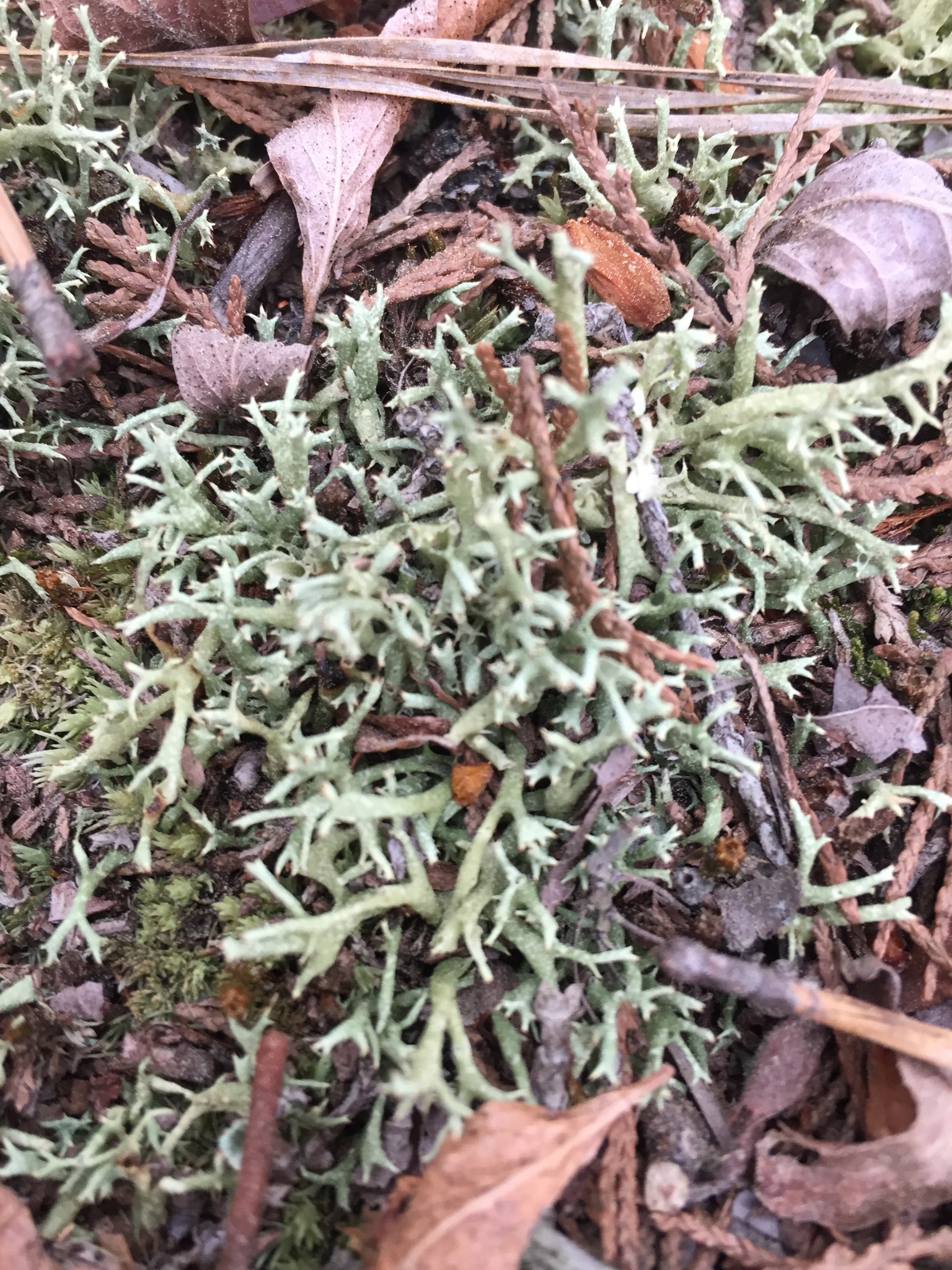 Cladonia image