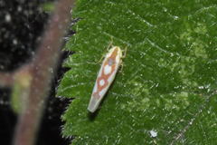 Zygina flammigera